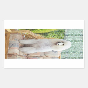 White Standard Poodle Rectangular Sticker