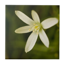 White Star-of-Bethlehem - Perennial Flower