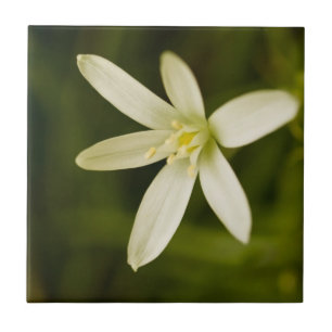 White Star-of-Bethlehem - Perennial Flower Ceramic Tile