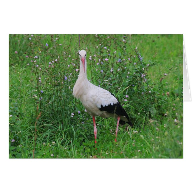 White stork (Front Horizontal)