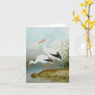 White stork, Bird Illustrations Card