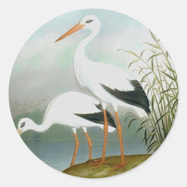White stork, Bird Illustrations Classic Round Sticker (Front)