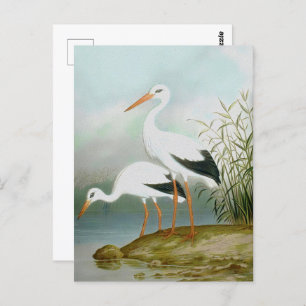 White stork, Bird Illustrations Postcard