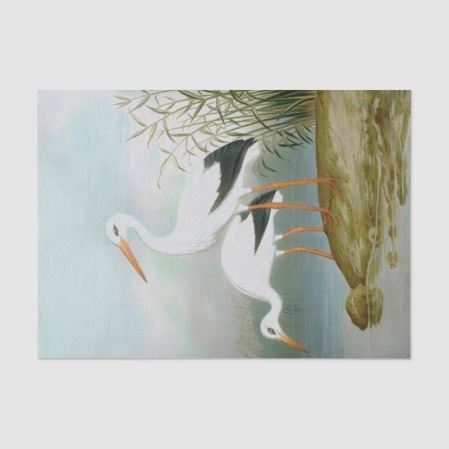 White stork, Bird Illustrations Tissue Paper (Front)