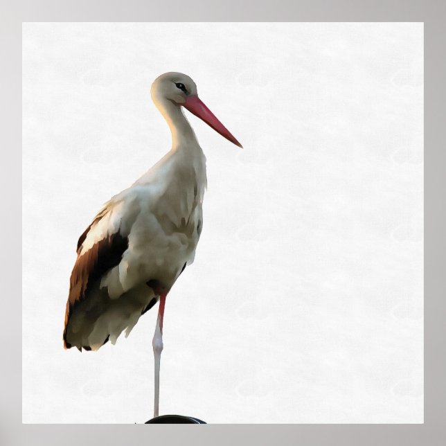 White Stork (Ciconia ciconia) Bird Art On White Poster (Front)