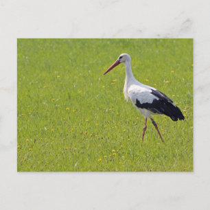 White Stork on a Meadow Postcard