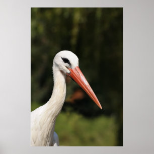 white stork on front of forest poster