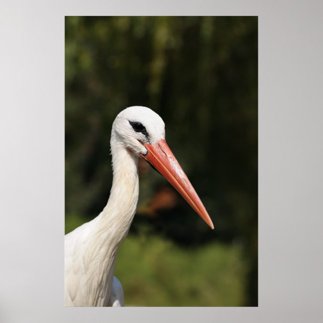 white stork on front of forest poster (Front)