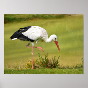 White stork on grass poster
