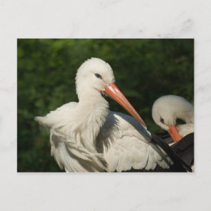 White Stork Postcard