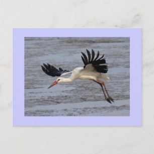 White Stork Postcard