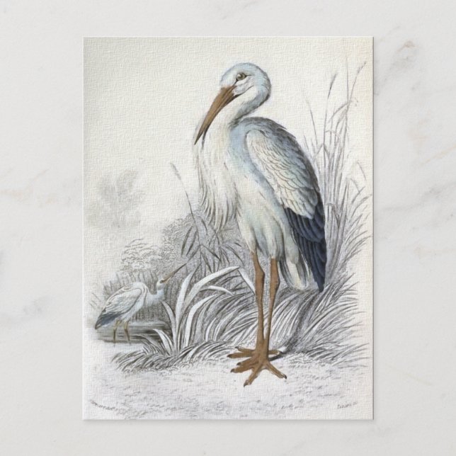 White Stork Vintage Bird Illustration Postcard (Front)