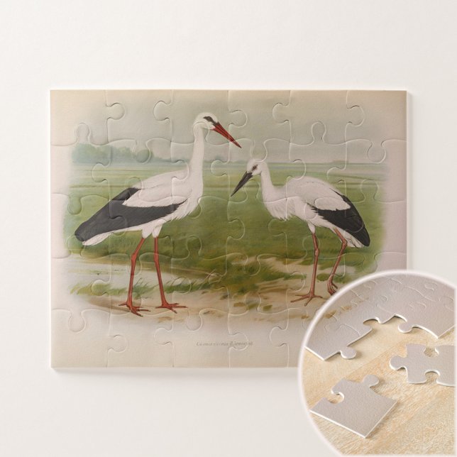 White stork - young and adult, Illustrations Jigsaw Puzzle (Creator Uploaded)