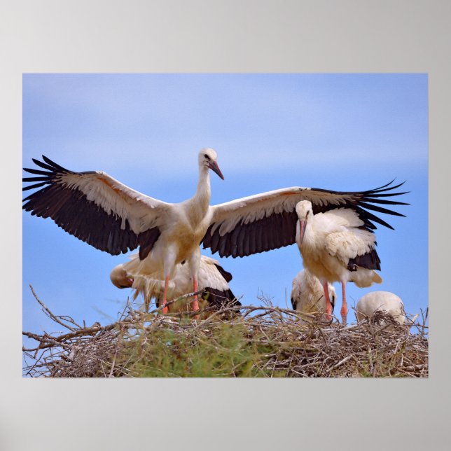 White storks on their nest poster (Front)