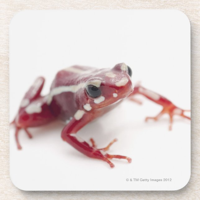 White-striped Poison Dart Frog 2 Coaster (Front)