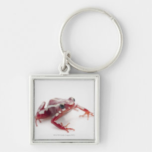 White-striped Poison Dart Frog 2 Key Ring