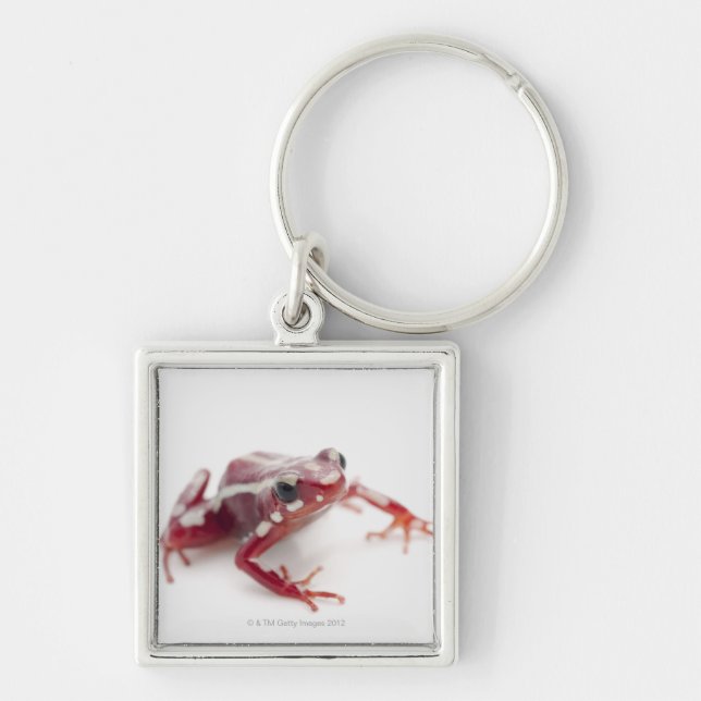 White-striped Poison Dart Frog 2 Key Ring (Front)