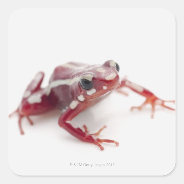 White-striped Poison Dart Frog 2 Square Sticker (Front)