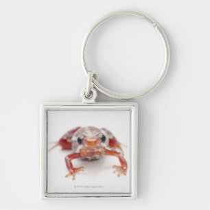 white-striped poison dart frog (epipedobates key ring