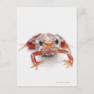 white-striped poison dart frog (epipedobates postcard