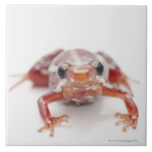white-striped poison dart frog (epipedobates tile