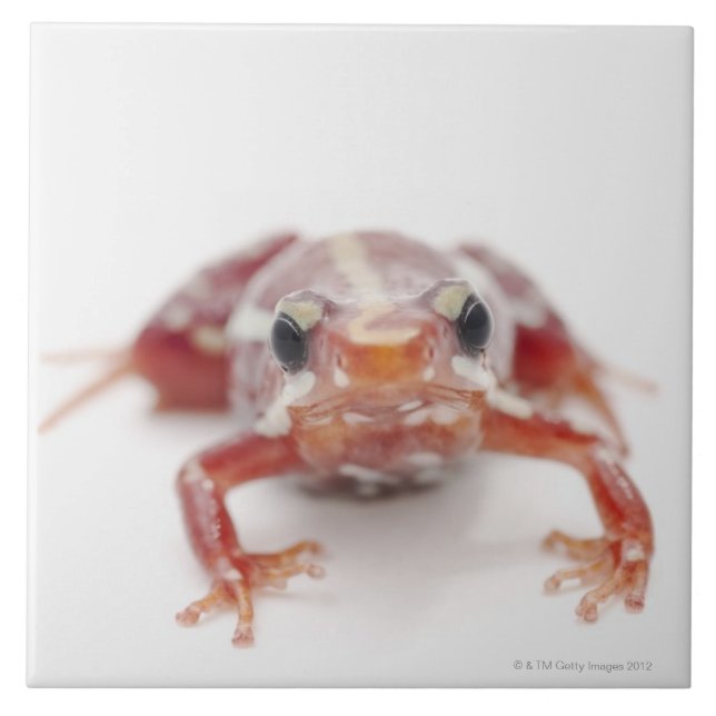 white-striped poison dart frog (epipedobates tile (Front)