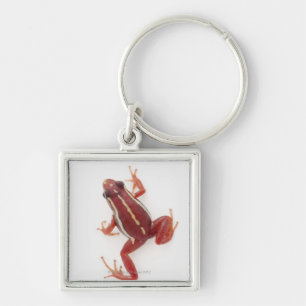 White-striped Poison Dart Frog Key Ring