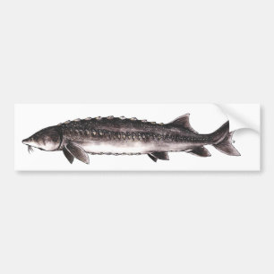 White Sturgeon - Acipenser transmontanus Bumper Sticker