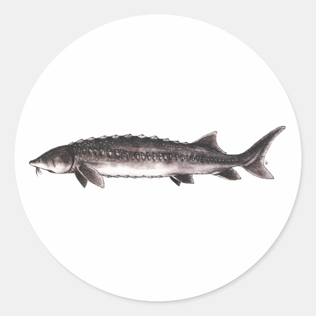 White Sturgeon - Acipenser transmontanus Classic Round Sticker (Front)