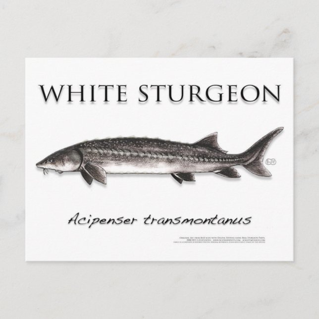 White Sturgeon-White-Postcard-3D Postcard (Front)