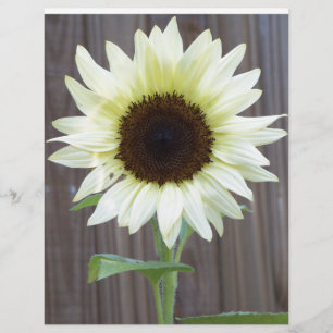 White sunflower against a weathered fence