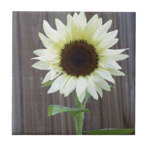 White sunflower against a weathered fence tile