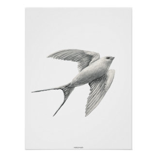 White Swallow Poster