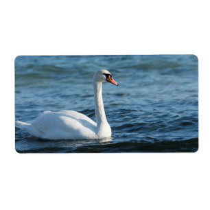 White swan Cygnus