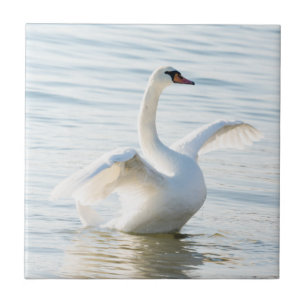 White swan Cygnus Ceramic Tile