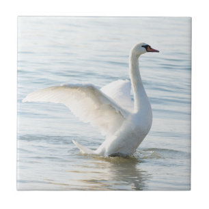 White swan Cygnus Ceramic Tile