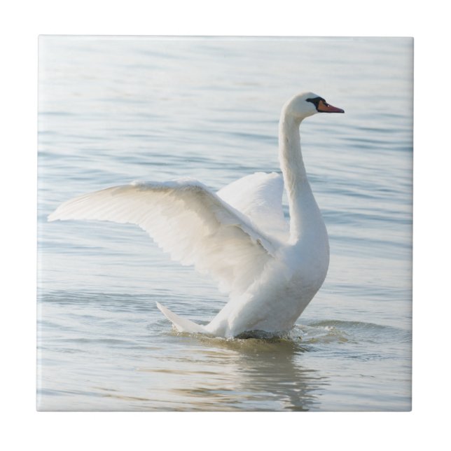 White swan Cygnus Ceramic Tile (Front)