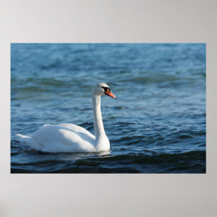 White swan Cygnus Poster