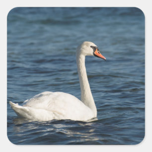 White swan Cygnus Square Sticker