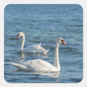 White swan Cygnus Square Sticker