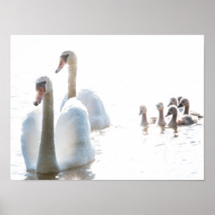White Swan Family with Cygnets High Key Wildlife P Poster