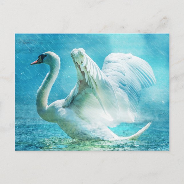 White swan in rain postcard (Front)