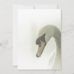 White Swan Nature Photo Card