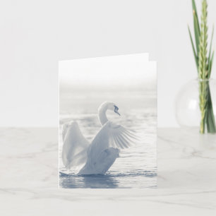 White Swan Nature Photo Card
