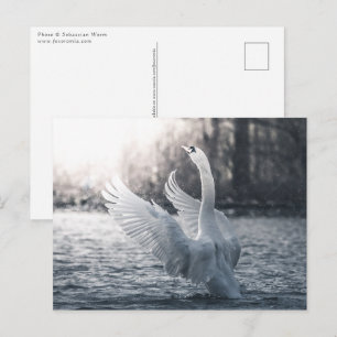 White Swan Nature Photo Postcard