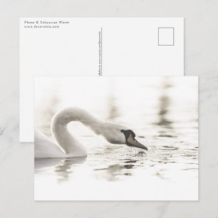 White Swan Nature Photo Postcard