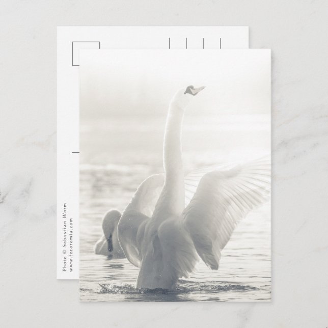 White Swan Nature Photo Postcard (Front/Back)