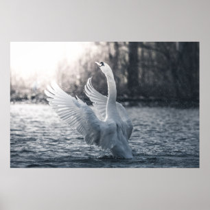 White Swan Nature Photograph Poster