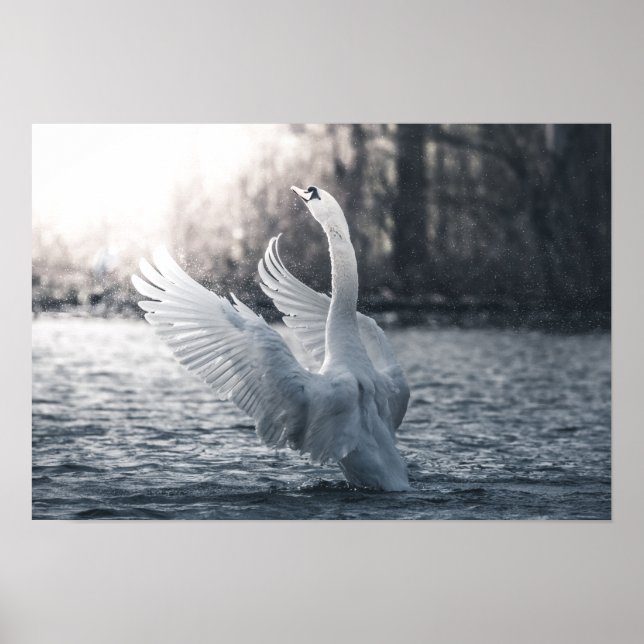White Swan Nature Photograph Poster (Front)