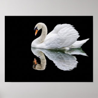 White swan on black background  poster